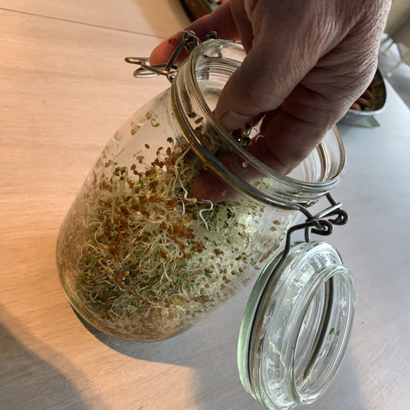 Alafalfa - Spirer. Med denne frøpakken kan du smøre mange lekre sandwich og nistepakker.