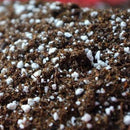 Perlite