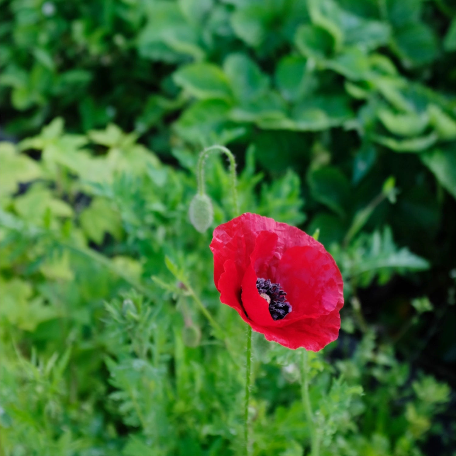 Blomstereng PROFF sol - Frø