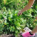 Blomstereng PROFF skygge - Frø-4