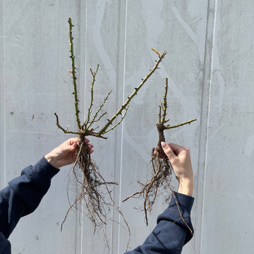 Rose Rosarium Uetersen - 0