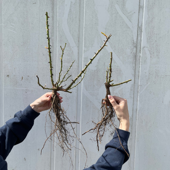 Rose 'Rosarium Uetersen'