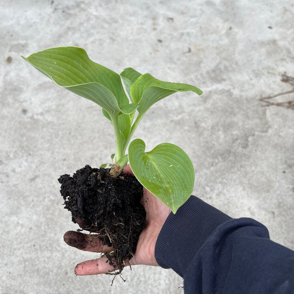 bladlilje_kjempe_hosta