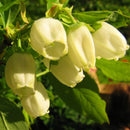 Amerikanske Blåbær 'North Country'