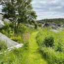 Blomstereng PROFF sol - Frø-1