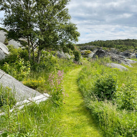 Blomstereng PROFF sol - Frø