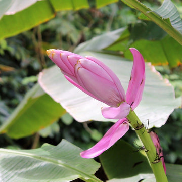 Pink Banana