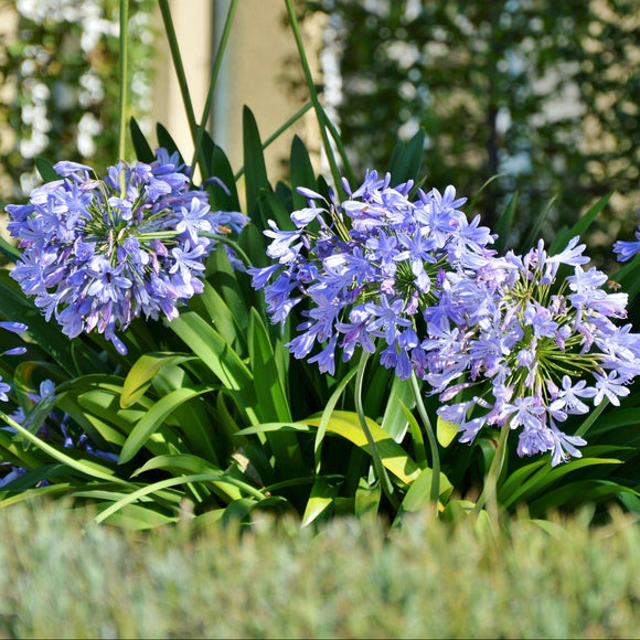 Afrikalilje eller Agapanthus som også noen kaller de, er enkle å få til fra frø. De blomstrer etter tidligst to år, og de liker å vokse tett i en ikke for stor potte. Når du får frem frøplantene kan du plante dem alle i en potte.