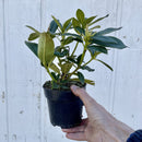 Rhododendron Alperose - 'Cunninghams White'