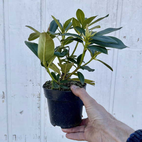 Rhododendron Alperose - 'Cunninghams White'
