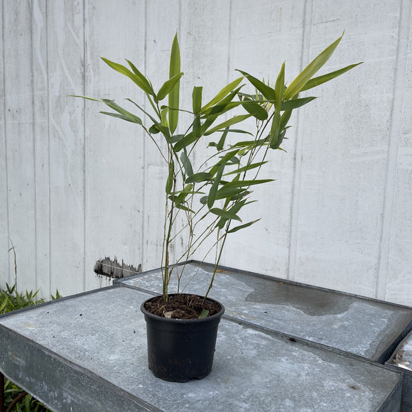 Bambus - Kjempebambus