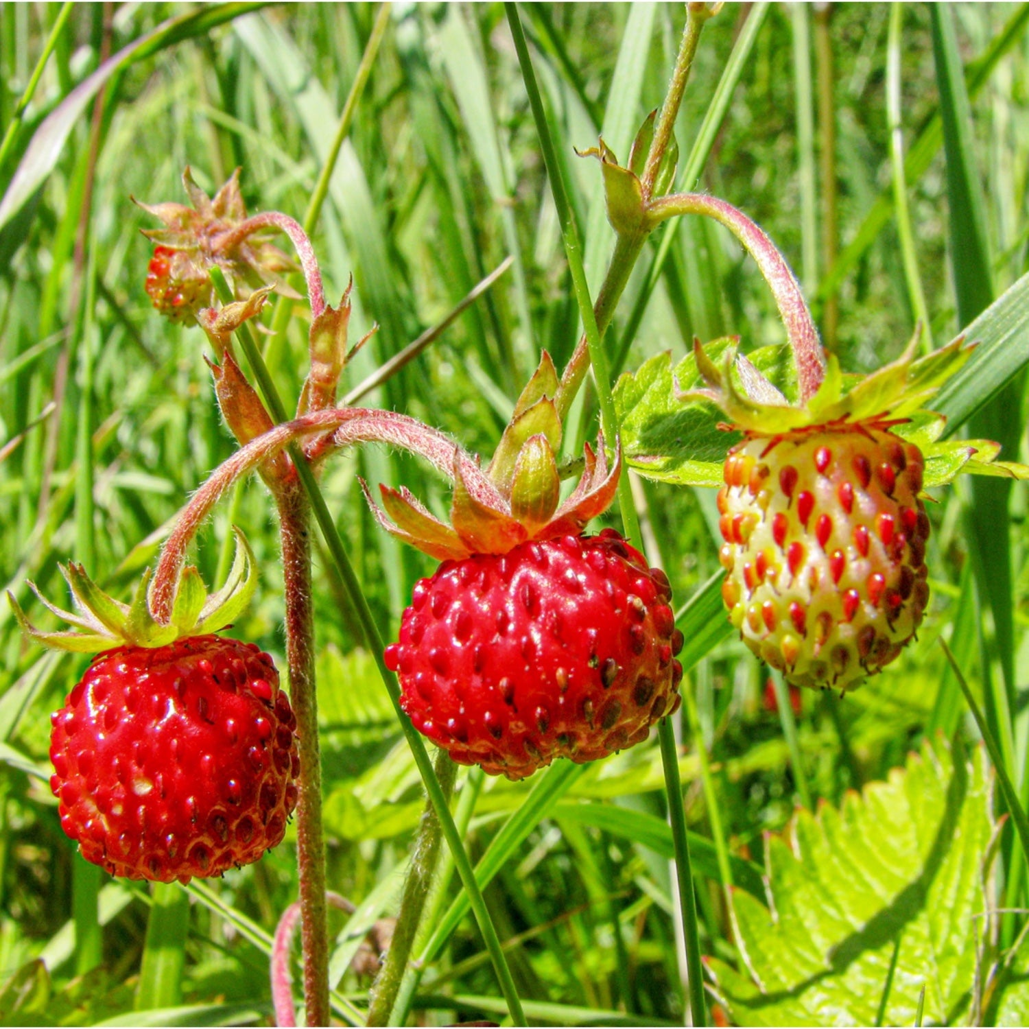 Blomstereng PROFF sol - Frø