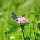 Blomstereng PROFF sol - Frø-2