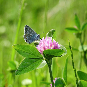 Blomstereng PROFF sol - Frø - 0