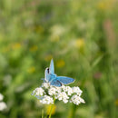 Blomstereng PROFF sol - Frø-3