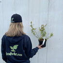 Amerikanske Blåbær 'North Country'-4