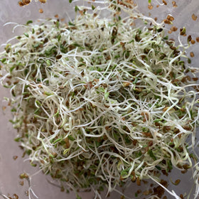 Alafalfa - Spirer. Med denne frøpakken kan du smøre mange lekre sandwich og nistepakker.