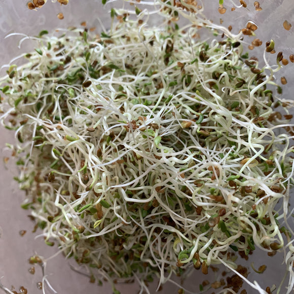 Alafalfa - Spirer. Med denne frøpakken kan du smøre mange lekre sandwich og nistepakker.