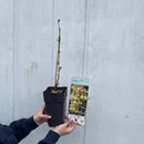 Druer gule ‘Sukribe’-4