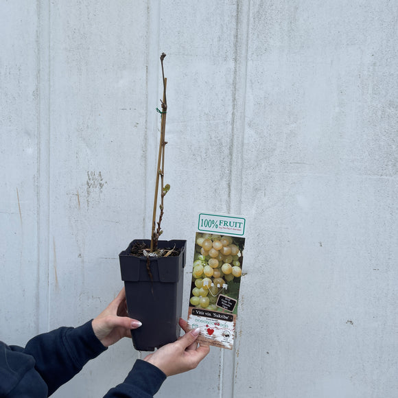 Druer gule ‘Sukribe’