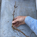 Rødbladet svarthyll 'Black Lace'