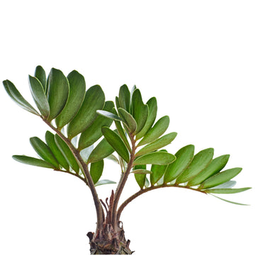 Zamia furfurcata - Frø