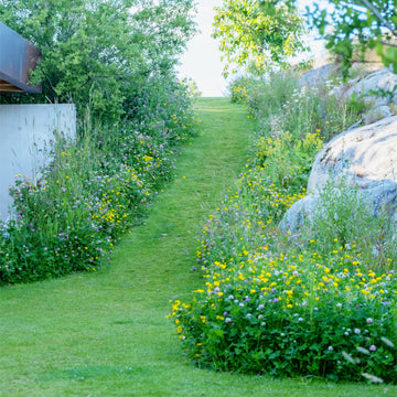Blomstereng PROFF skygge - Frø