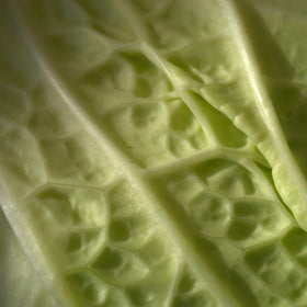 Savoykål - Frø - 0