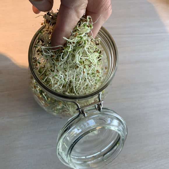 Alafalfa - Spirer. Med denne frøpakken kan du smøre mange lekre sandwich og nistepakker.