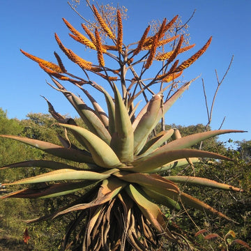 Tre - Aloe - Frø