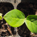 Zamia furfurcata - Frø-2