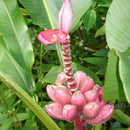 Pink Banana