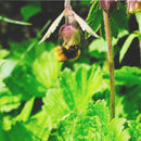 Blomstereng PROFF skygge - Frø-2