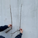 Bringebær `Tulameen`-4