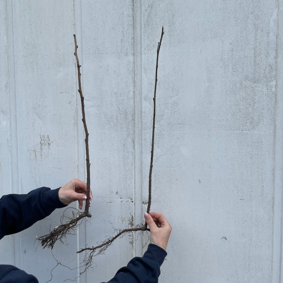 Bringebær `Tulameen`