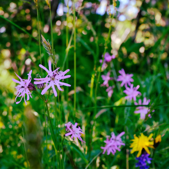 Blomstereng PROFF skygge - Frø