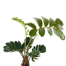 Zamia furfurcata - Frø-3
