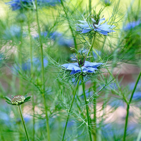 Jomfruen i det grønne - Frø