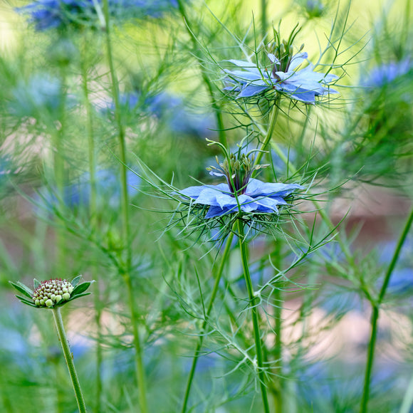 Jomfruen i det grønne - Frø