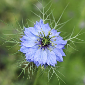Jomfruen i det grønne - Frø