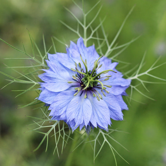 Jomfruen i det grønne - Frø