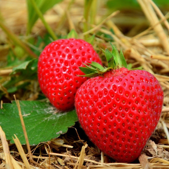 Jordbær