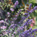 Kattemynte 'Kit Kat'