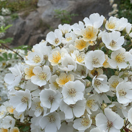 Rose Kiftsgate