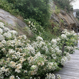 Rose Kiftsgate