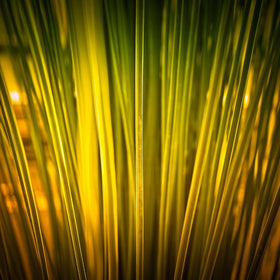 Kinagress Silke - Prydgress