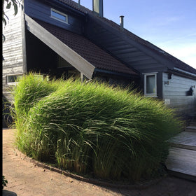 Kinagress Silke - Prydgress