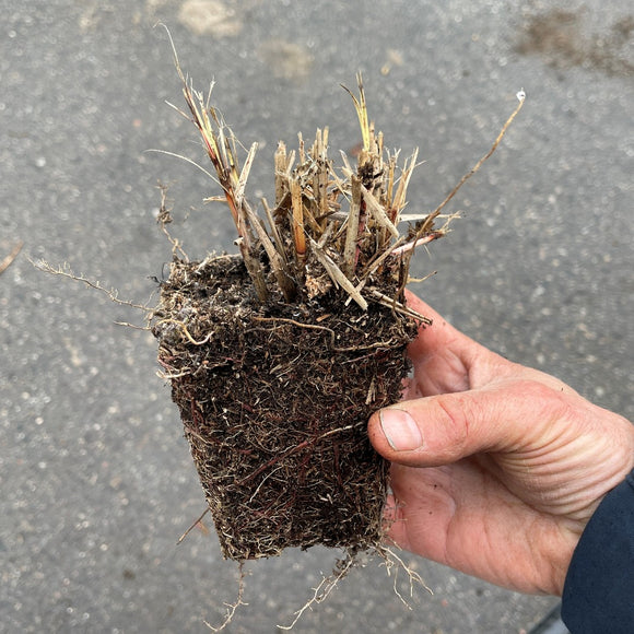 Kinagress Stor - Prydgress