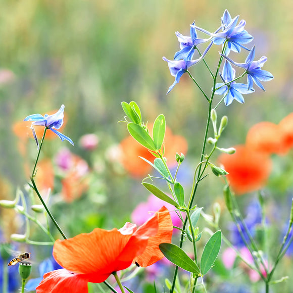 Kinaridderspore - Frø