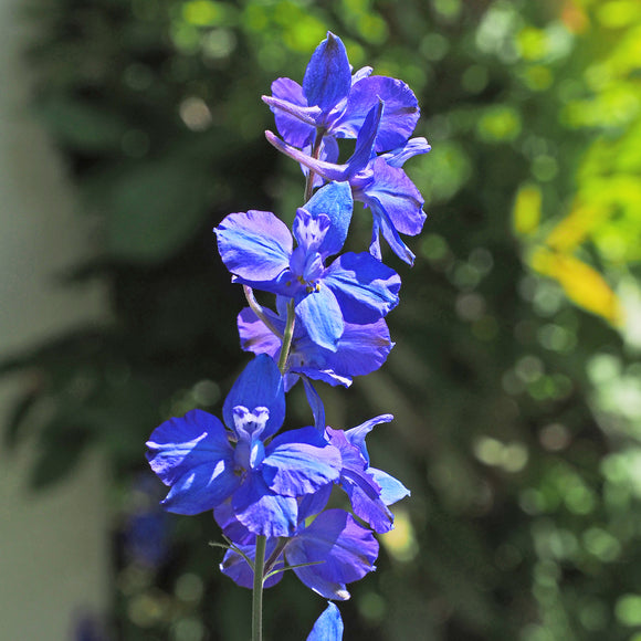 Kinaridderspore - Frø